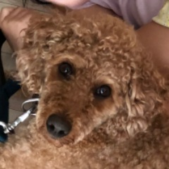 犬が膝の上で寝るのに理由があるのを知ってる 寝姿から分かる犬の気持ちについて トイプードルっていいな Com