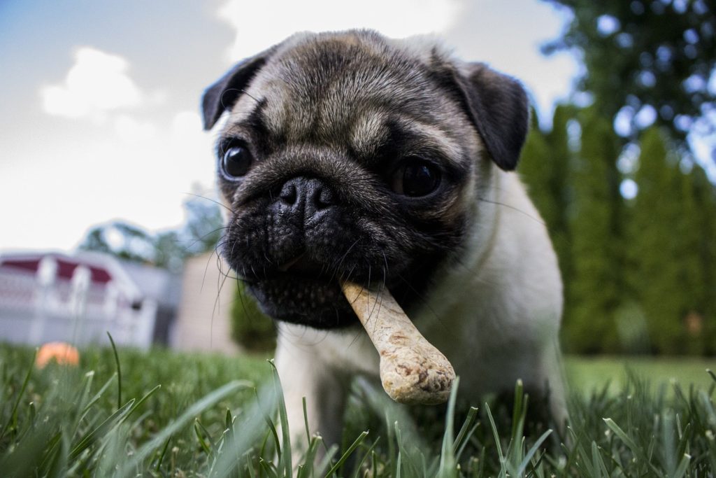 餌を加える犬