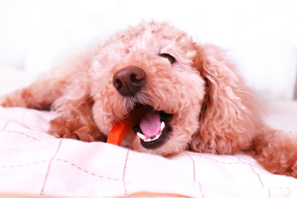 子犬トイプードルの夜泣きの原因と対策方法