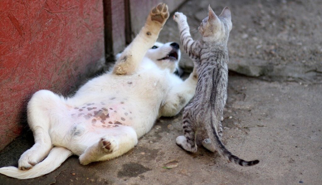 犬と猫がじゃれ合う画像