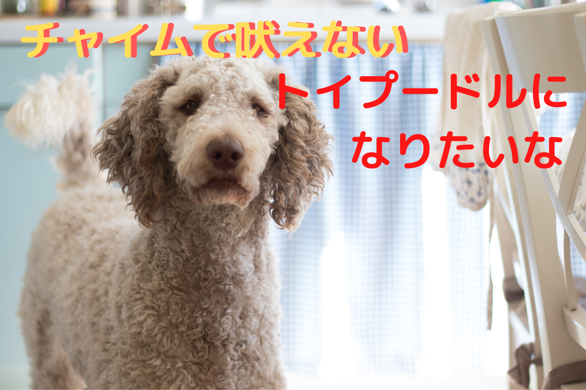 トイプードル チャイム音で吠える愛犬のことが知りたい どうしたら吠えなくなるの トイプードルっていいな Com