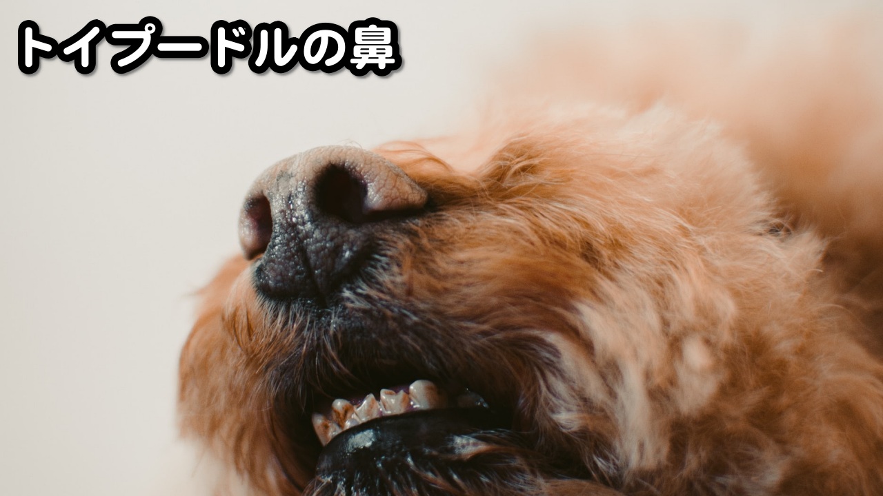 トイプードルの鼻の色と長さは千差万別 嗅覚抜群なトイプードルの鼻 トイプードルっていいな Com
