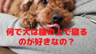 犬が膝の上で寝るのに理由があるのを知ってる 寝姿から分かる犬の気持ちについて トイプードルっていいな Com