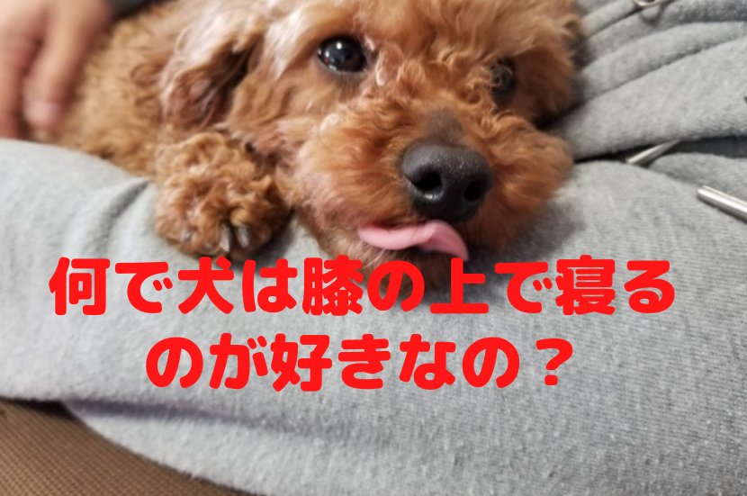 犬が膝の上で寝るのに理由があるのを知ってる 寝姿から分かる犬の気持ちについて トイプードルっていいな Com