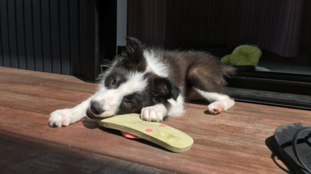 犬を飼うと後悔する 犬を飼う前に知るべきこと トイプードルっていいな Com