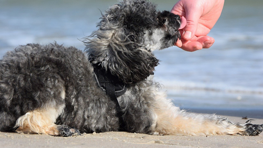 抱っこで唸るトイプードル 凶暴なわけじゃない 原因と対策 トイプードルっていいな Com