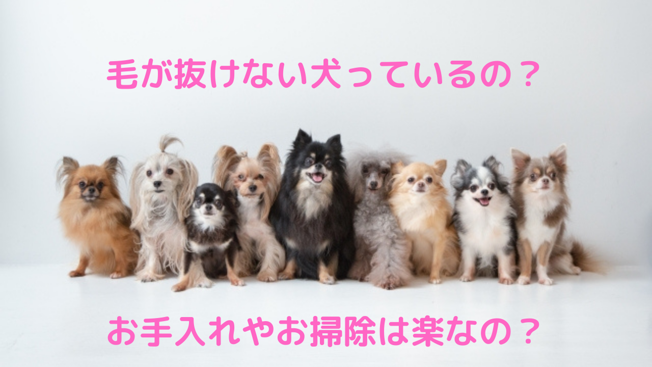 毛が抜けない犬 抜けにくい犬は 実は手入れが大変かも トイプードルっていいな Com