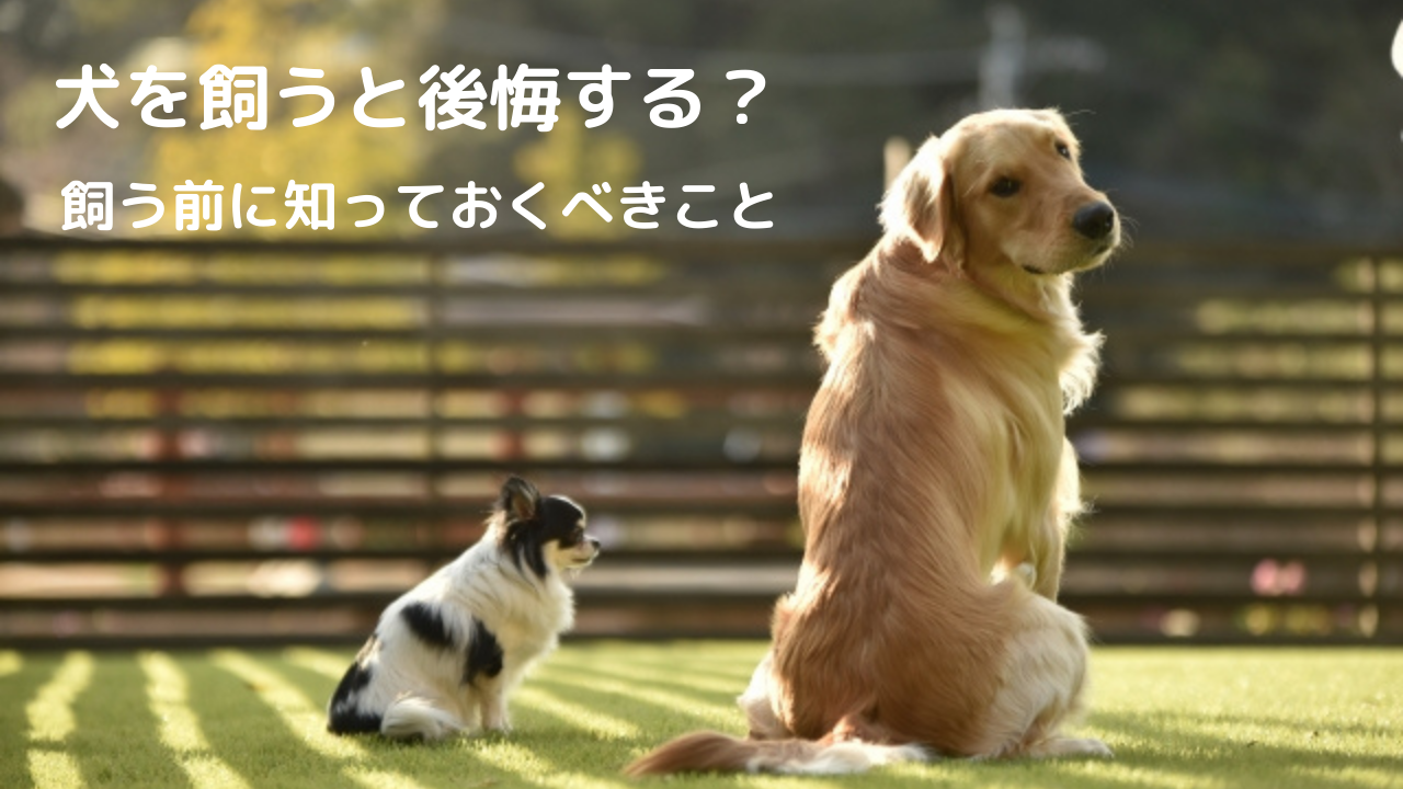 犬を飼うと後悔する 犬を飼う前に知るべきこと トイプードルっていいな Com