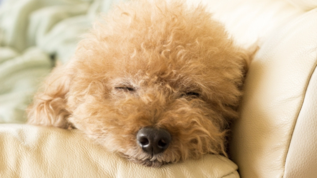 トイプードルはいびきをかくの 犬のいびきの原因と気をつけるべき事 病気のサインかも トイプードルっていいな Com
